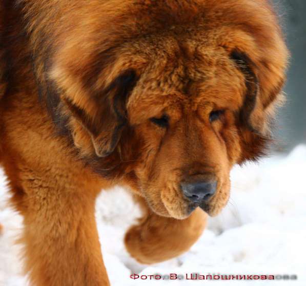 Тибетский мастиф щенки в Самаре фото 26