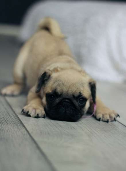 Щенки Мопса в Новосибирске фото 28