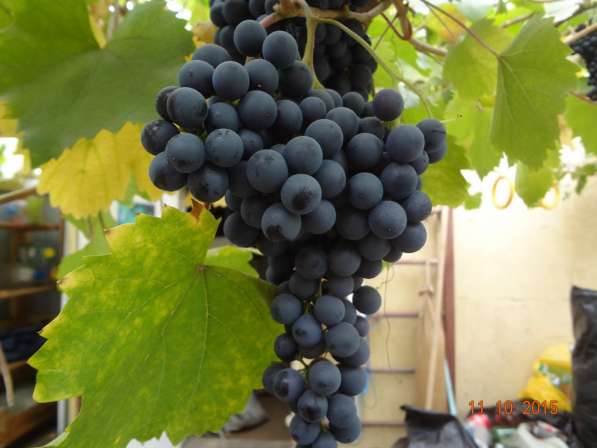 Черенки винограда столовых и винных сортов в Тамбове фото 3