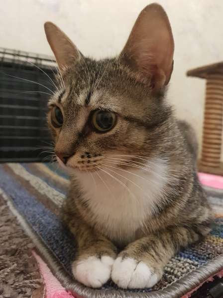 Кошка Ласка в добрые руки в Москве