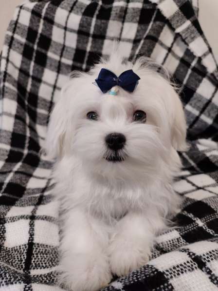 Maltese. Boy's в фото 3