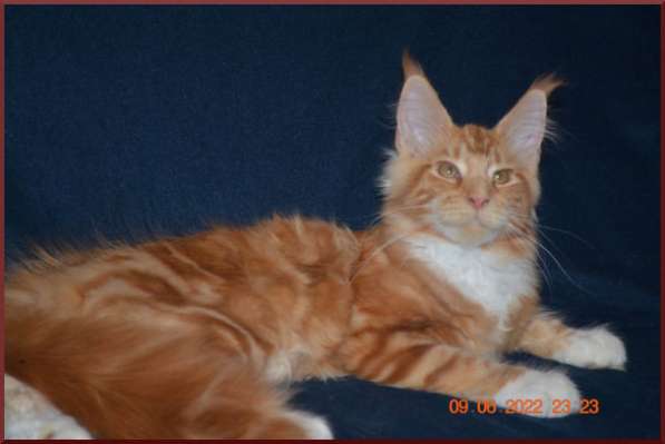 Роскошный черный котик мейн-кун из питомника в Астрахани фото 23