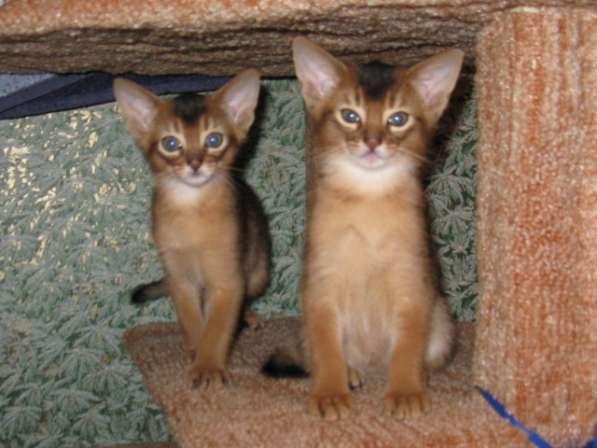 Продажа АБИССИНСКИХ котят в Дмитрове фото 11