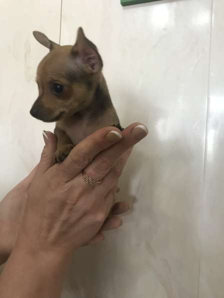 МИКРО русский той-терьер в Москве фото 5