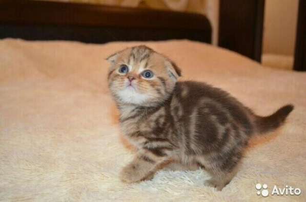 Коты на вязку котята-вислоухие и прямоухие в Костроме фото 11