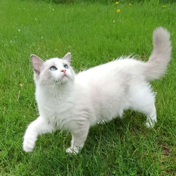 Рэгдолл котята в фото 49