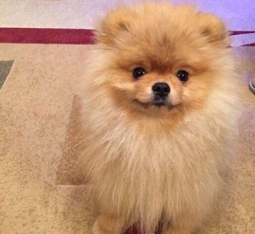 Померанский шпиц, щенки в Санкт-Петербурге