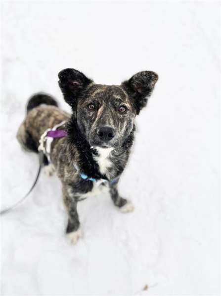 Некрупный красивый мальчик Харви в добрые руки в Москве фото 12