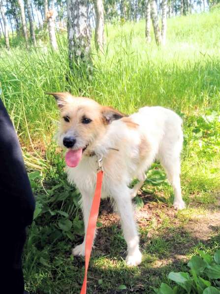 Обаятельная Скрепка ищет семью в Москве фото 18