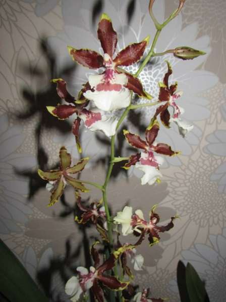 Продам орхидеи цветущие и не цветущие в фото 12