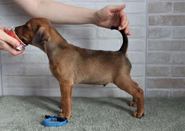 Щенки немецкого пинчера в фото 17