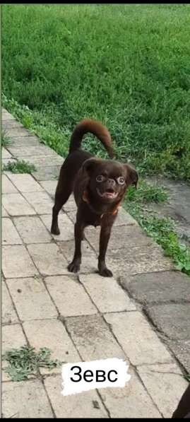 Щенки пти-брабансона в Москве фото 9