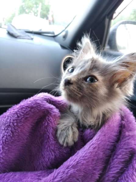 Отдам котенка в Краснодаре фото 7