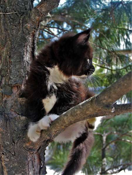 Котята мейн-куны, питомник IZ doma bennetti в Новосибирске фото 10