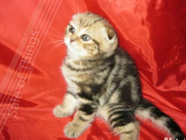 Супер милые котейки в Костроме