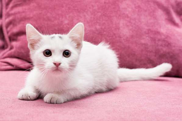 Маленькое чудо Яшенька, милейший белоснежный котенок в дар в Москве фото 4