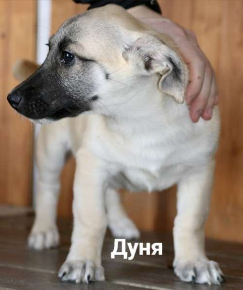 Самый контактный и общительный щенок в Санкт-Петербурге фото 3