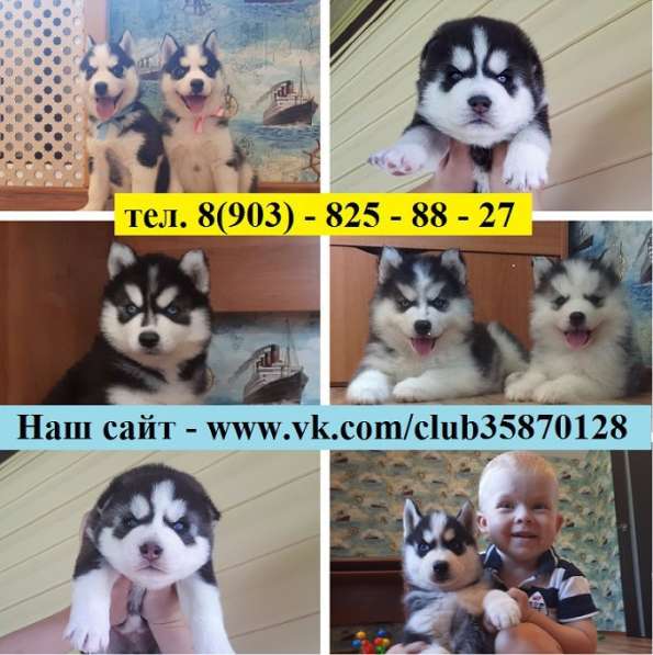 Черно-белые щеночки хаски. очень красивые
