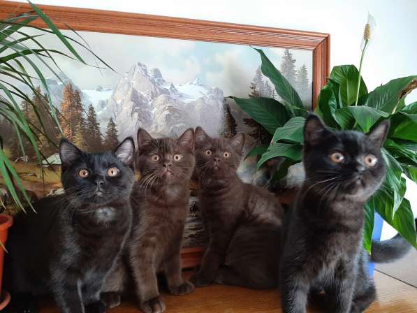 Продаются милые британские короткошерстные котята