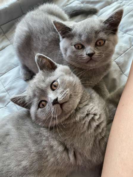 Шотландские плюшевые котята в Москве фото 10