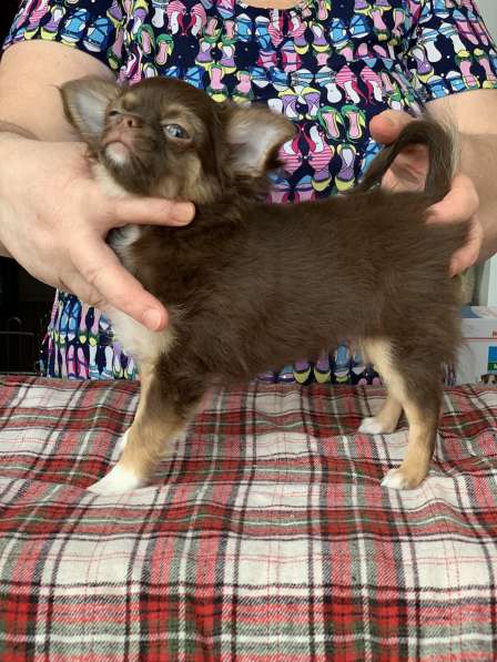 Чихуа-хуа щенки продам в Москве