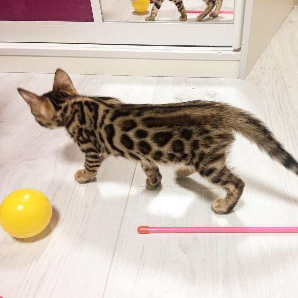 Бенгальские котята в фото 9