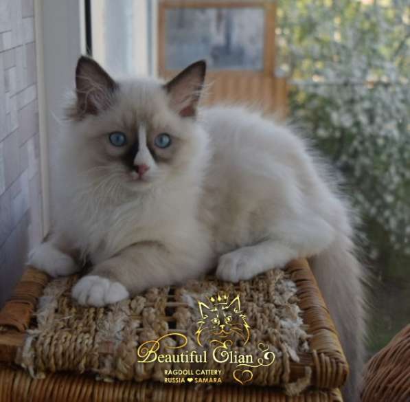 Котёнок рэгдолл в Санкт-Петербурге фото 18