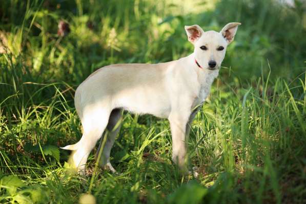 Щенки — маленькие метисы лабрадора в Москве фото 4