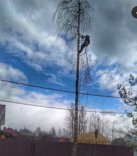 Спил деревьев любой сложности в Пензе фото 11