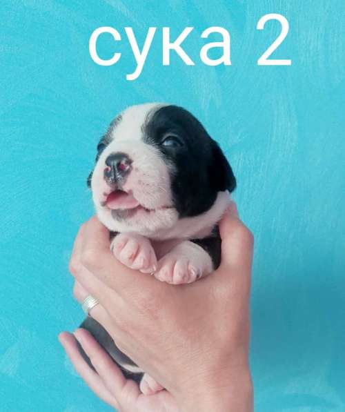 Щенки в Москве фото 13