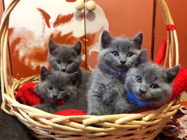 Британские котята