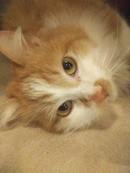 Солнечная кошка Милочка в Москве фото 35