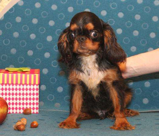 Продается щенок Кинг Чарльз Спаниеля, черно-подпалого окраса, мальчик в Москве