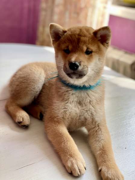 Продам щенка Сиба ину