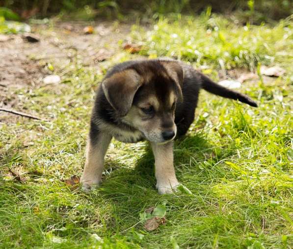 Необычайные малютки-детки щенки в дар!!! в Москве фото 5