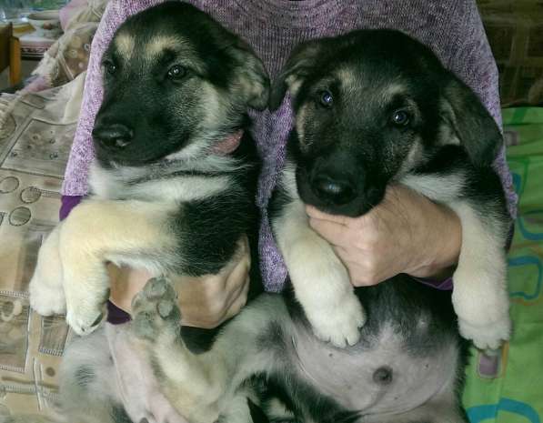 Продаются щенков ВЕО в Евпатории фото 12