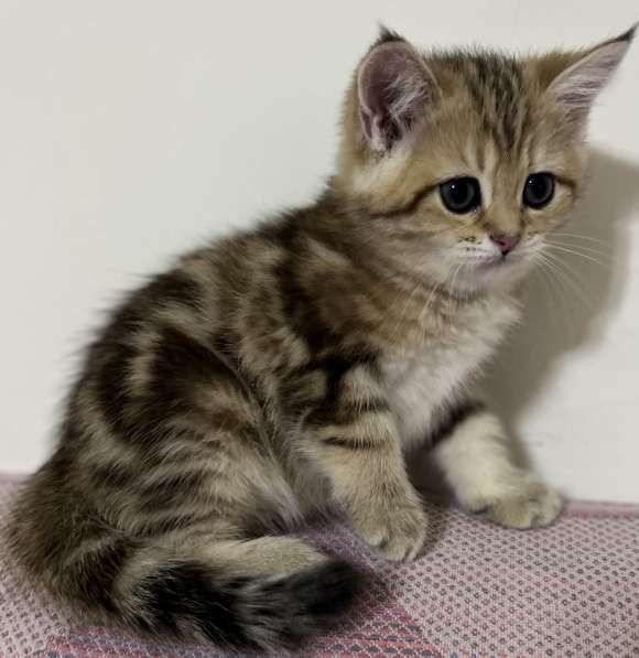 Продаётся котёнок британец! в фото 17