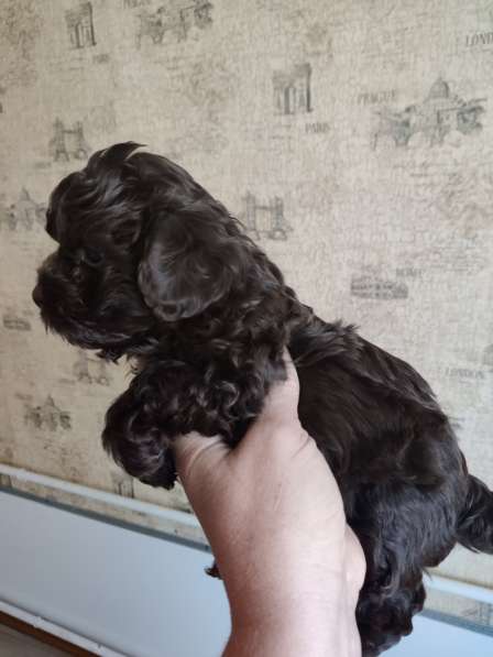 Щенки декоративных пород собак в Москве фото 7