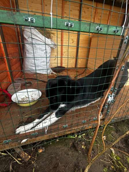 Молодая лайка ищет своего человека в Солнечногорске фото 4