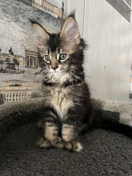 Мейн-кун полидакт девочка в Новосибирске фото 5