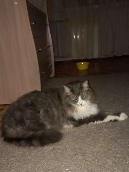 Кот сибиряк,4 года в Новосибирске фото 62