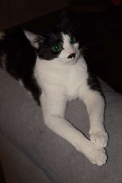 Багира в фото 4