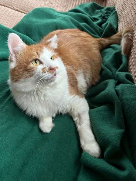 Харизматичный чеширский кот ищет дом в Санкт-Петербурге