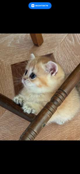 Продам Золотая Шиншилла в Новосибирске