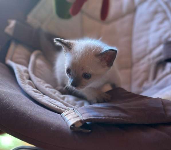 Сиамский котенок