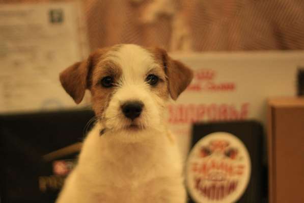 Щенок Джек Рассел терьер в Йошкар-Оле фото 7