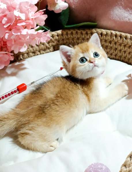 Кошки на продаже в Грозном фото 4