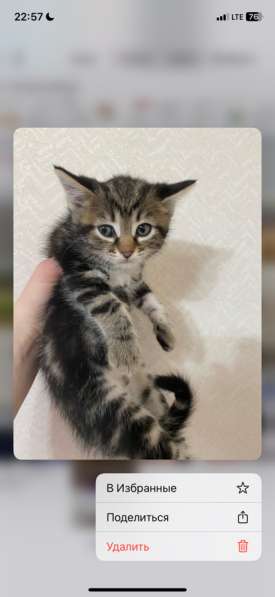 Отдам в добрые ручки