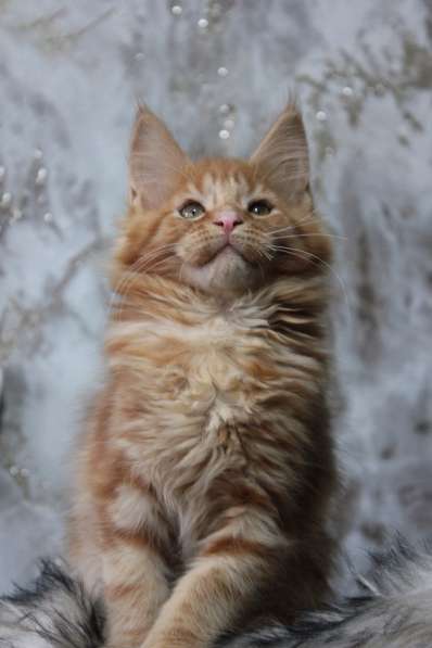 Мейн Кун девочка