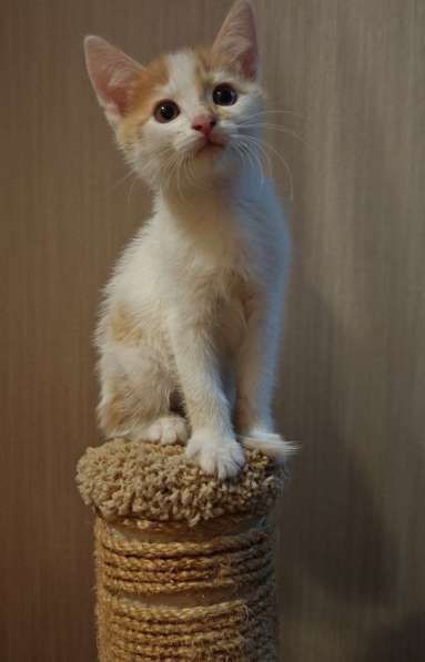 Пасхальные котята! Родились во время схождения Благодатного